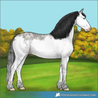 Horse Color:Grullo Ice Splash