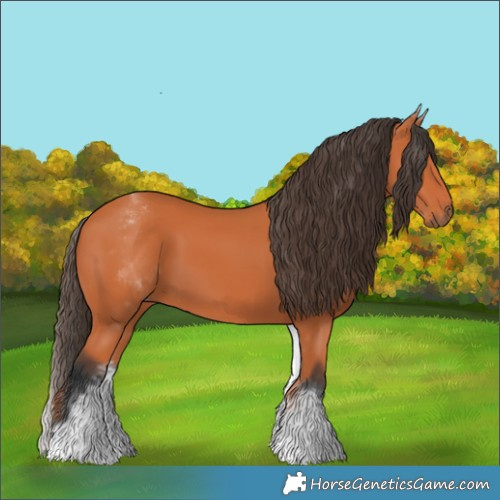 Horse Color:White Spotted Bay