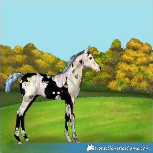 Horse Color:Void Painted Silver Buckskin Ice Tobiano