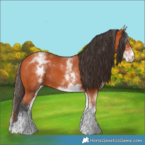 Horse Color:White Spotted Bay 