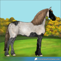 Horse Color:Void Smoky Black Ice Snowdrop Splash Appaloosa