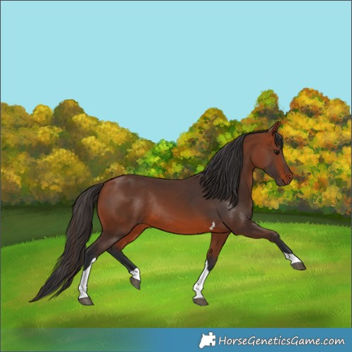 Horse Color:Bay Tobiano Rabicano