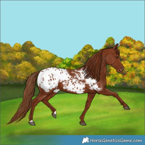 Horse Color:Chestnut Appaloosa 
