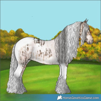 Horse Color:Gray White Spotted Brown Dun Tobiano Appaloosa  and Silver Sable Champagne Roan Dun Tobiano Appaloosa Brindle 