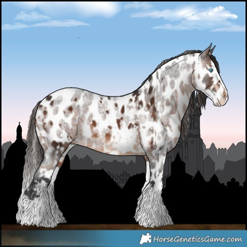 Horse Color:White Spotted Liver Chestnut Splash Blanket  and Brown Roan Splash Near Leopard 