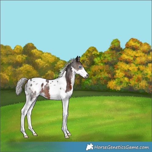 Horse Color:Gray Silver Brown Splash Tobiano Blanket 