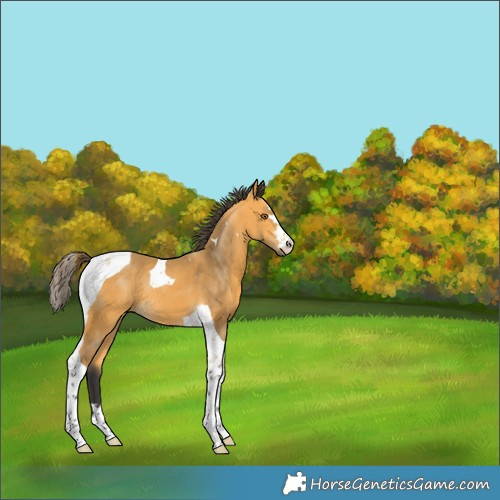 Horse Color:Buckskin Tobiano 