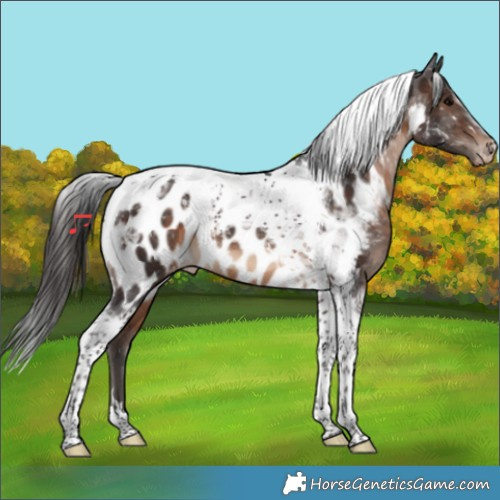 Horse Color:Brown Tobiano Appaloosa 
