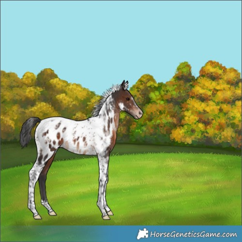 Horse Color:Brown Tobiano Appaloosa 