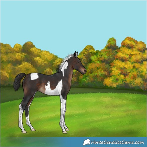 Horse Color:Brown Tobiano 