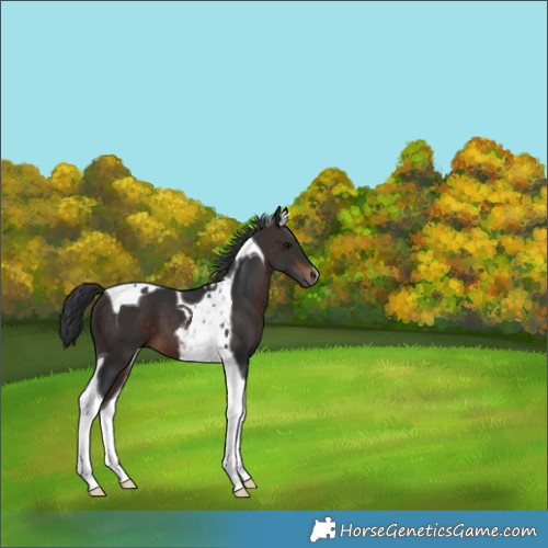 Horse Color:Brown Tobiano 
