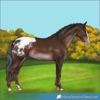 Horse Color:Liver Chestnut Splash Appaloosa 
