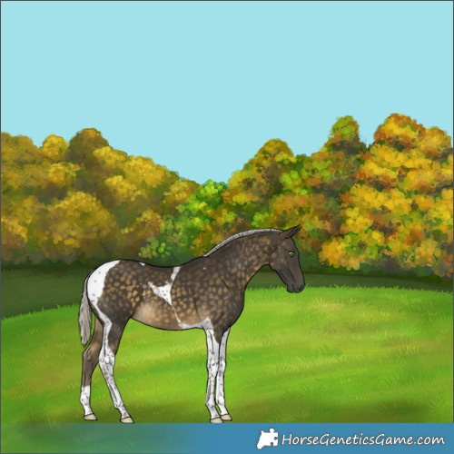 Horse Color:Silver Buckskin Tobiano 