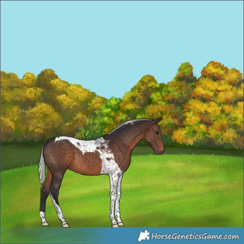 Horse Color:Silver Brown Tobiano 