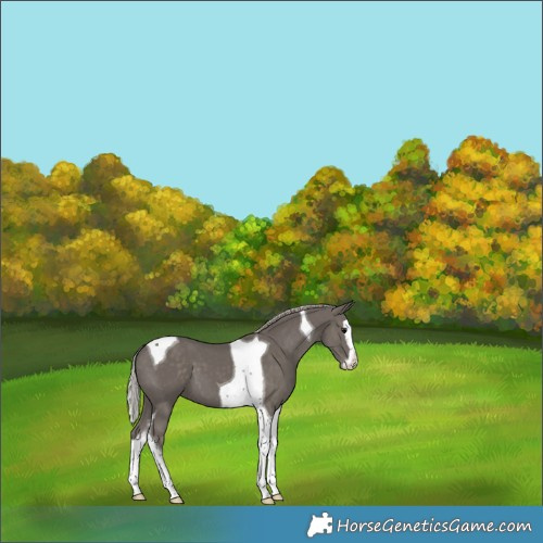 Horse Color:Silver Black Sabino Splash Tobiano 