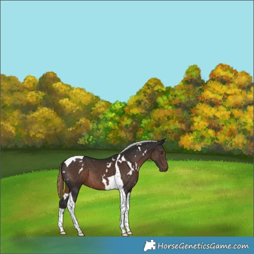 Horse Color:White Spotted Liver Chestnut Tobiano 