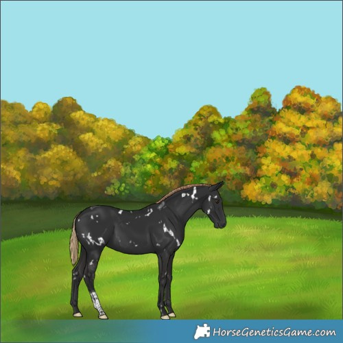 Horse Color:White Spotted Liver Chestnut Tobiano 