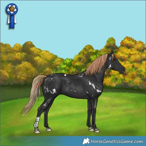 Horse Color:White Spotted Liver Chestnut Tobiano