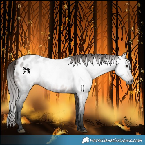 Horse Color:Gray Bay Roan Near Leopard 