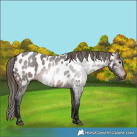 Horse Color:Gray Bay Roan Near Leopard