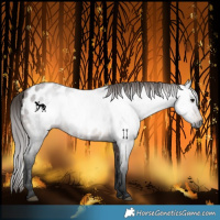 Horse Color:Gray Bay Roan Near Leopard