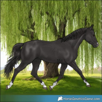Horse Color:Smoky Black 