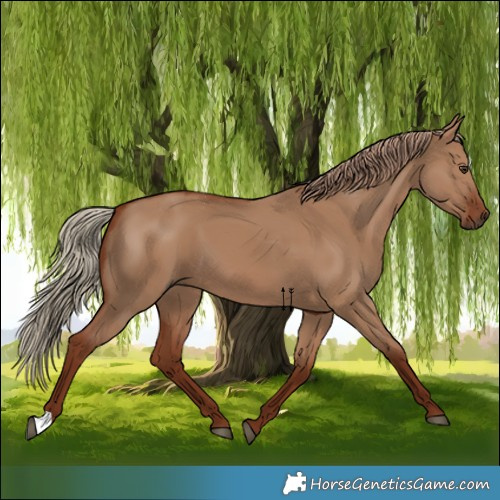 Horse Color:Red Dun 