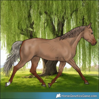Horse Color:Red Dun