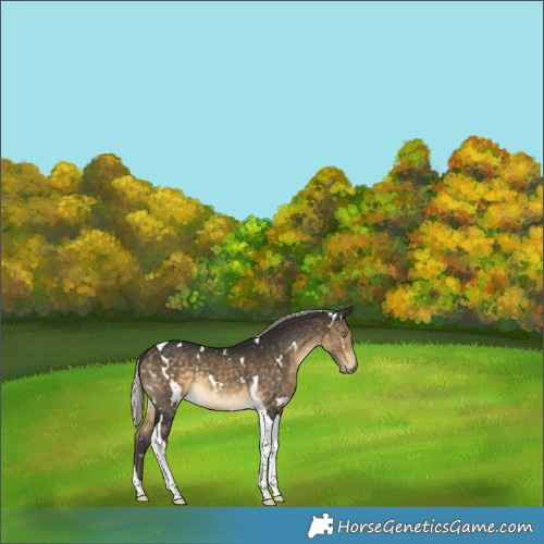 Horse Color:White Spotted Silver Buckskin Tobiano 