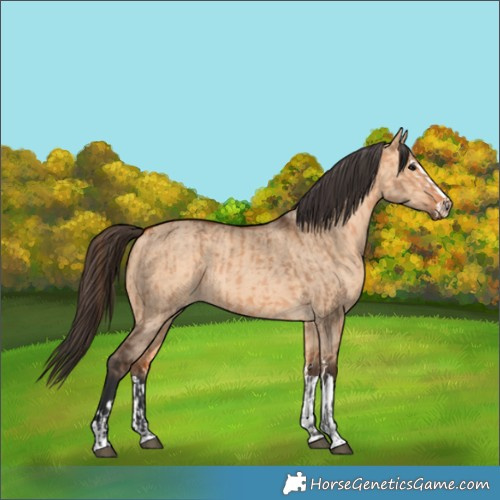 Horse Color:Bay Dun and Bay Dun