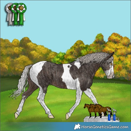 Horse Color:Silver Black Tobiano  and Silver Brown Splash Tobiano 