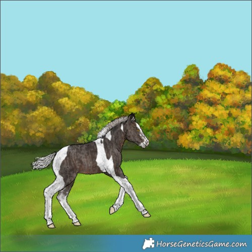 Horse Color:Silver Black Tobiano  and Silver Brown Splash Tobiano 