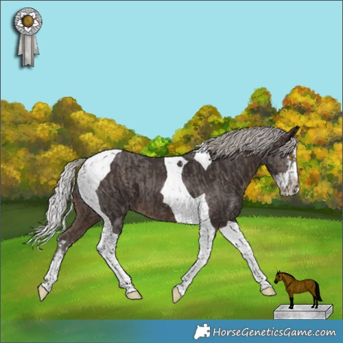 Horse Color:Silver Black Tobiano  and Silver Brown Splash Tobiano 