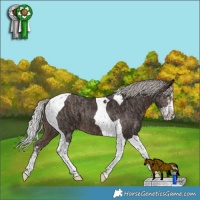 Horse Color:Silver Black Tobiano and Silver Brown Splash Tobiano