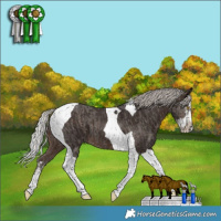 Horse Color:Silver Black Tobiano and Silver Brown Splash Tobiano