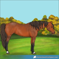 Horse Color:Bay 