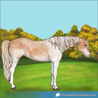 Horse Color:White Spotted Chestnut 