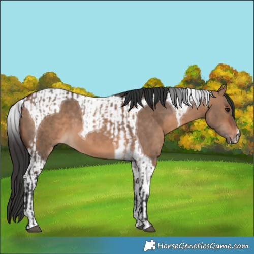 Horse Color:Brown Dun  and Brown Dun Tobiano 