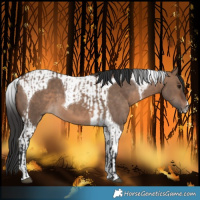 Horse Color:Brown Dun  and Brown Dun Tobiano 