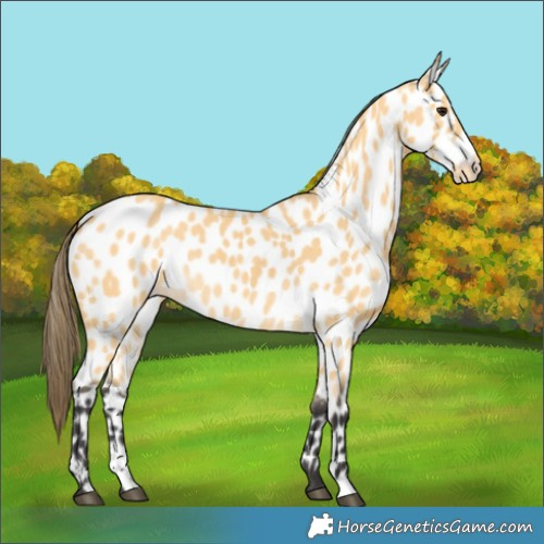 Horse Color:Buckskin Appaloosa 