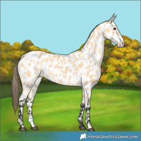 Horse Color:Buckskin Leopard 