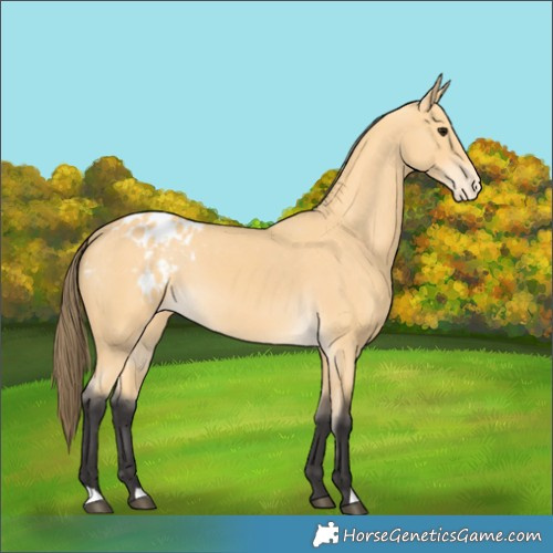 Horse Color:Buckskin Appaloosa 
