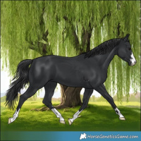 Horse Color:Black 