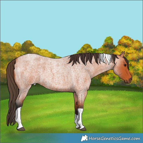 Horse Color:Bay Roan Tobiano