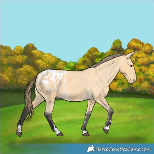 Horse Color:Buckskin Appaloosa 
