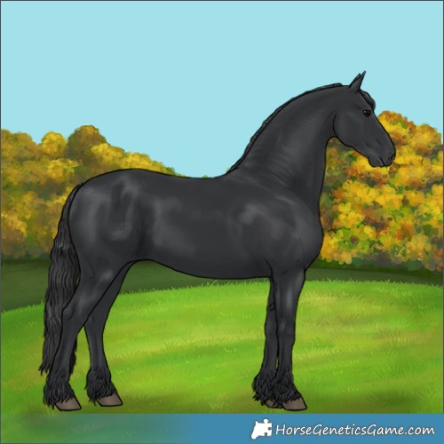 Horse Color:Black 