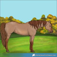 Horse Color:Red Dun 