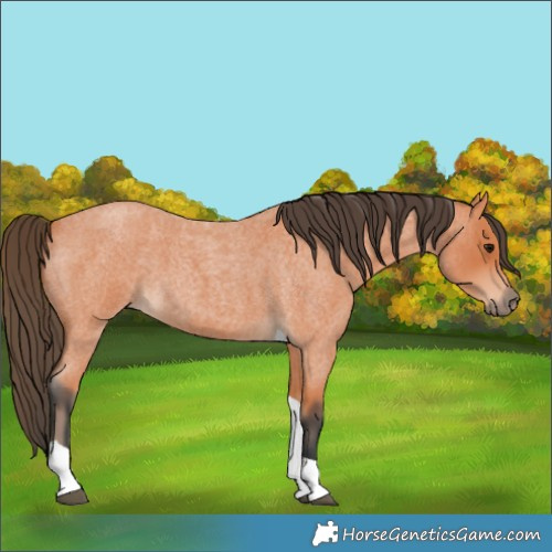 Horse Color:Bay Roan Tobiano 