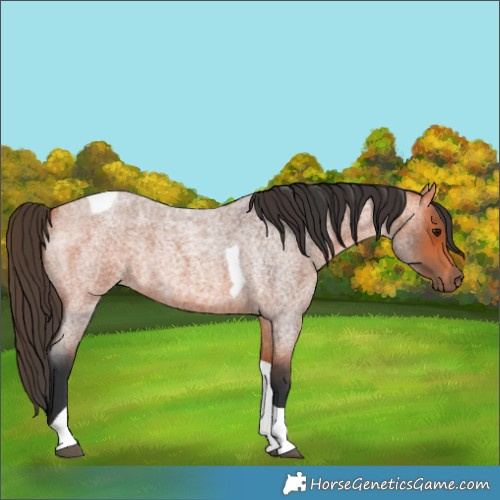 Horse Color:Bay Roan Tobiano 
