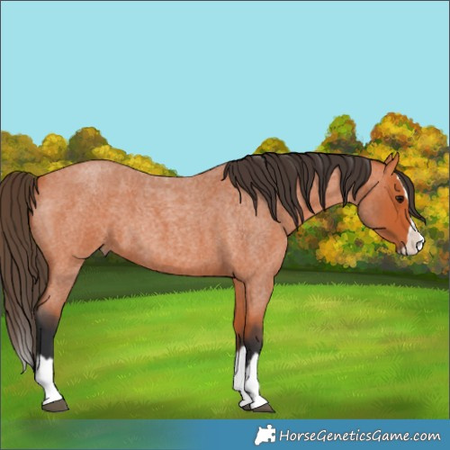 Horse Color:Bay Roan Splash 